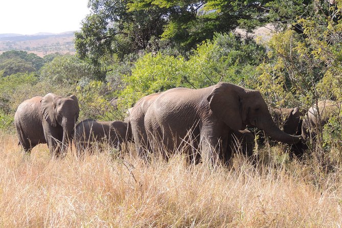 Hluhluwe/iMfolozi Game Reserve Full Day Game Drive - Why This Early Safari at Hluhluwe and iMfolozi Works