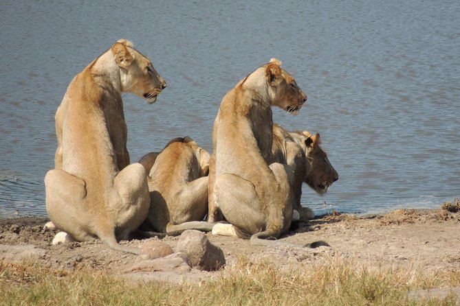 Hluhluwe/iMfolozi Game Reserve Full Day Game Drive - Morning Game Drive: Breakfast Timing and First Sightings