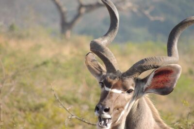 Hluhluwe/iMfolozi Game Reserve Full Day Game Drive