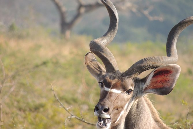 Hluhluwe/iMfolozi Game Reserve Full Day Game Drive - Afternoon Return: Timing at 14h30 and Last Chances