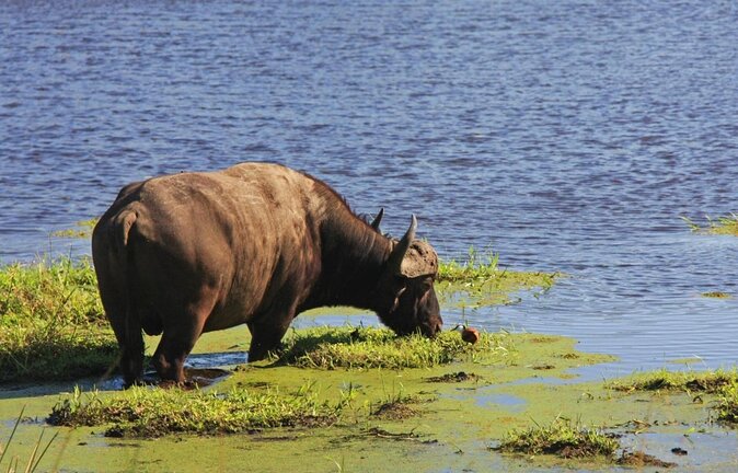 Hluhluwe Imfolozi Park And Isimangaliso Wetlands Park .st Lucia - Key highlights to know before you go