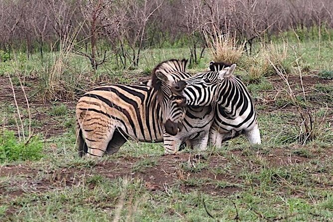 Hluhluwe Imfolozi Park And Isimangaliso Wetlands Park .st Lucia - iSimangaliso Wetland Park boat ride: crocs, hippos, and bird life at a UNESCO site