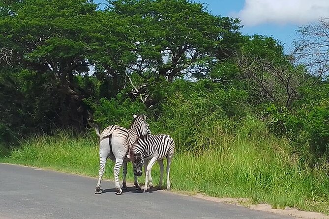 Hluhluwe Imfolozi Park And Isimangaliso Wetlands Park .st Lucia - Conservation you can feel: how these parks protect animals in different ways