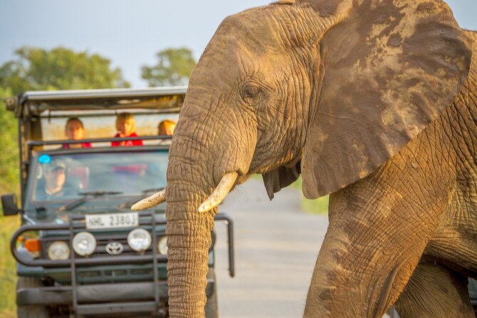 Hluhluwe-iMfolozi Park Exclusive Private Full Day Big 5 Safari - Key highlights you should care about