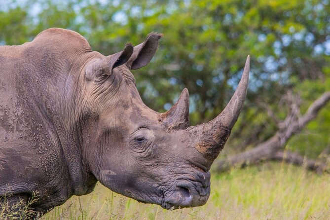 Hluhluwe-iMfolozi Park Exclusive Private Full Day Big 5 Safari - Hluhluwe-iMfolozi’s Big Five legacy and why rhinos still matter