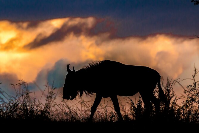 Hluhluwe-iMfolozi Park Exclusive Private Full Day Big 5 Safari - Breakfast in the bush: fuel for serious spotting