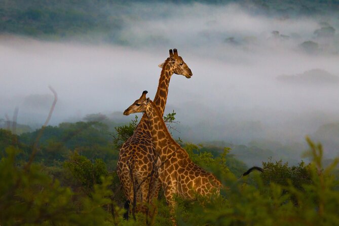 Hluhluwe-iMfolozi Park Exclusive Private Full Day Big 5 Safari - South African braai lunch, salads, and the pace of the day