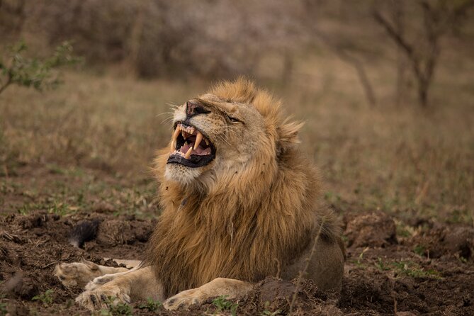 Hluhluwe-iMfolozi Park Exclusive Private Full Day Big 5 Safari - 5am pickup and the comfort of a true private safari vehicle