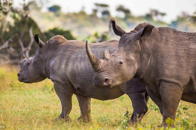Hluhluwe-Imfolozi Park Full Day Big 5 Safari Tour - Hluhluwe-iMfolozi big-cat timing: the reason the morning matters