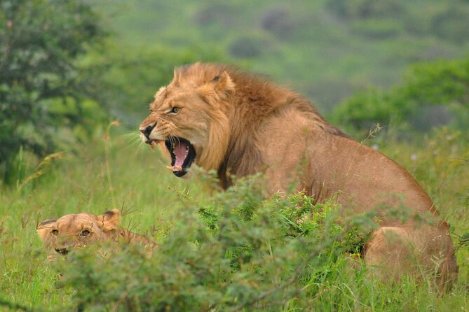 Hluhluwe-Imfolozi Park Full Day Big 5 Safari Tour - The game drive strategy: Big Five odds plus smart patience