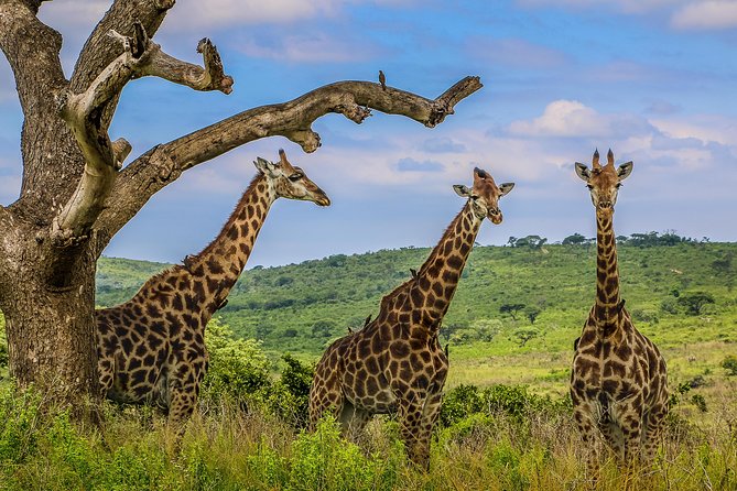 Hluhluwe-Imfolozi Park Full Day Big 5 Safari Tour - Nyalazi Gate to the Wilderness Area: how the park access shapes your day