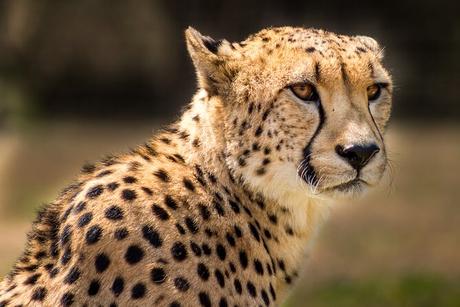 Hluhluwe-Imfolozi Park Half-day Big Five Safari Adventure - The open safari vehicle and bush breakfast comfort check