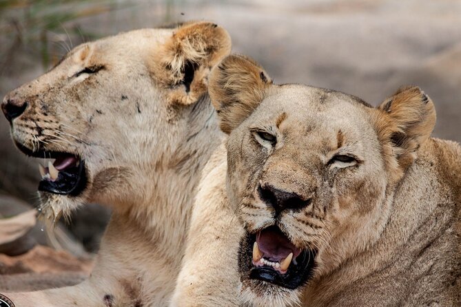 Hluhluwe-Imfolozi Park Half-day Big Five Safari Adventure - Game drive strategy inside the park, and what you should aim for