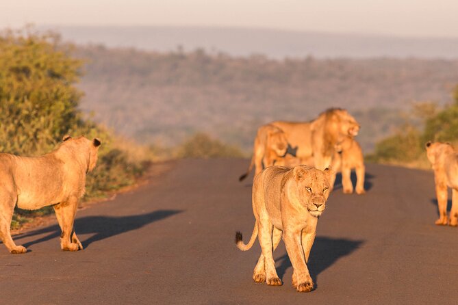 Hluhluwe-Imfolozi Park Half-day Big Five Safari Adventure - Conservation and ecosystems: the payoff beyond the animal sightings