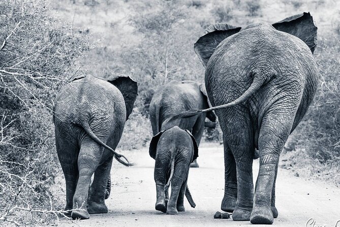 Hluhluwe-Imfolozi Park Half-day Big Five Safari Adventure - What you get included, and where it saves you money