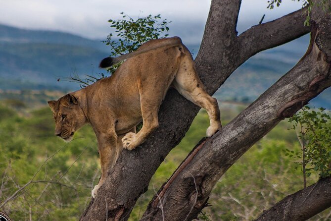 Hluhluwe-Imfolozi Park Half-day Big Five Safari Adventure - Who this safari suits best (and who should think twice)