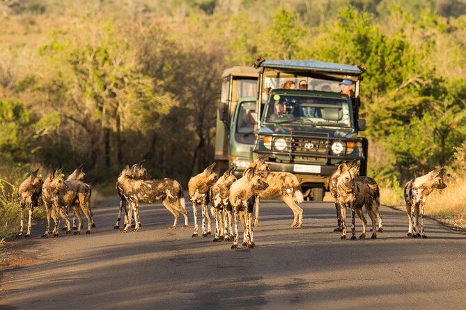 Hluhluwe-Imfolozi Park Half-day Big Five Safari Adventure - Pickup timing from St Lucia, and why 5:00am is part of the deal
