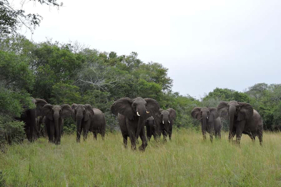 Hluhluwe-iMfolozi Park - Open Safari Vehicle Game Drives - Key things that make this Hluhluwe-iMfolozi safari worth it