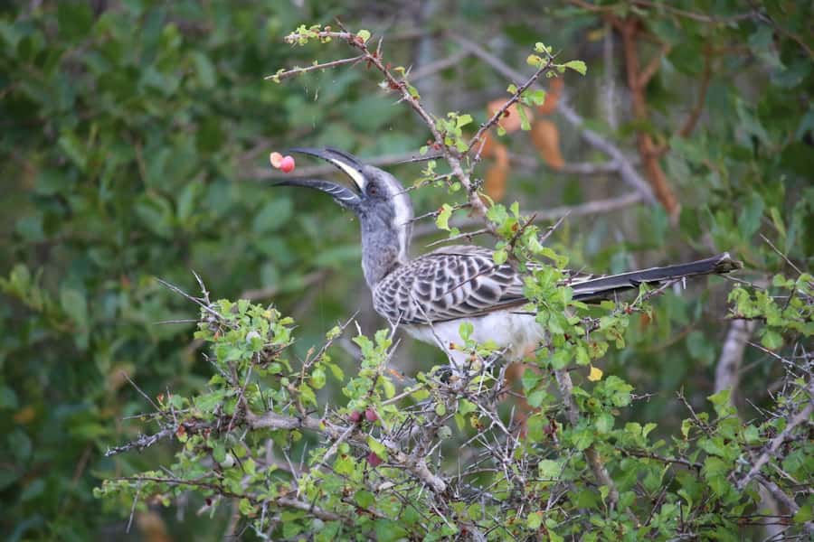 Hluhluwe-iMfolozi Park - Open Safari Vehicle Game Drives - What to bring (and what not to do) for an easier safari day