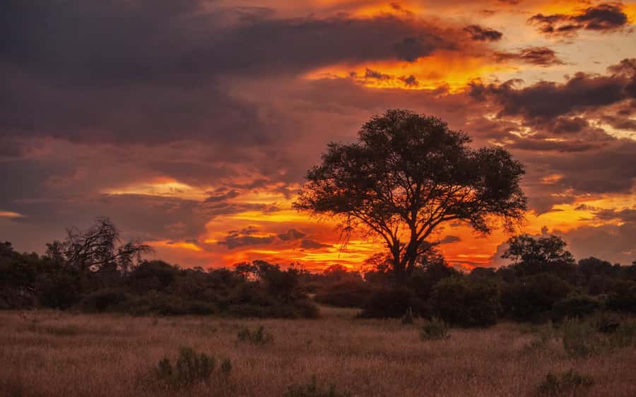 Hluhluwe-iMfolozi Park - Open Safari Vehicle Game Drives - Hluhluwe-iMfolozi Park, why this safari feels different