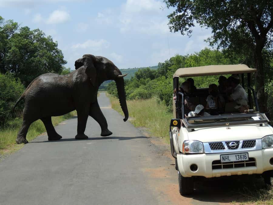 Hluhluwe-iMfolozi Park - Open Safari Vehicle Game Drives - What a 3, 6, or 9 hour open safari drive actually means