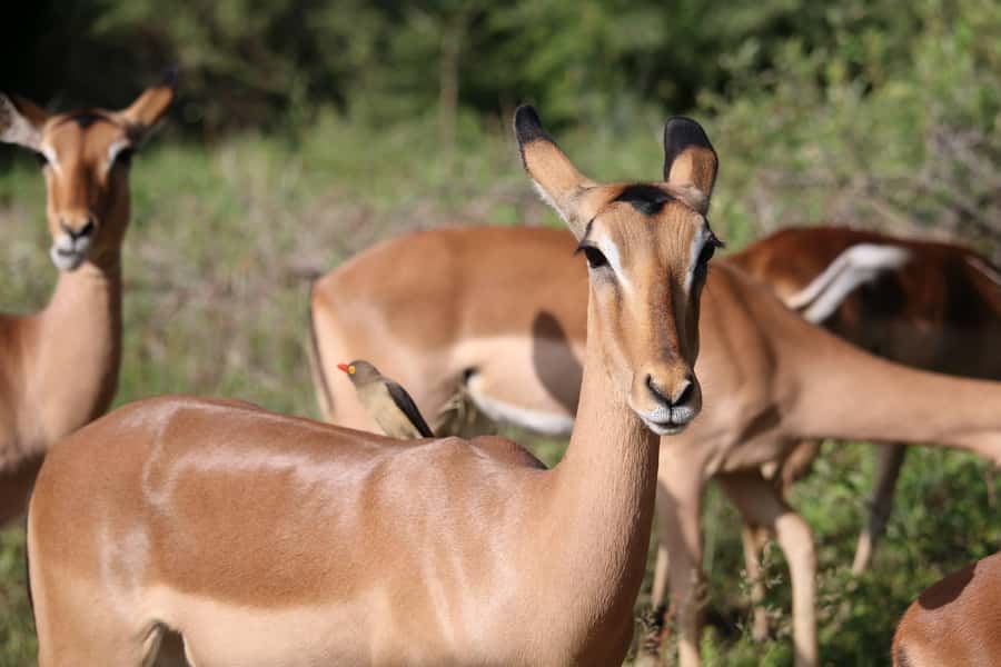 Hluhluwe-iMfolozi Park - Open Safari Vehicle Game Drives - Your guide matters more than most people expect
