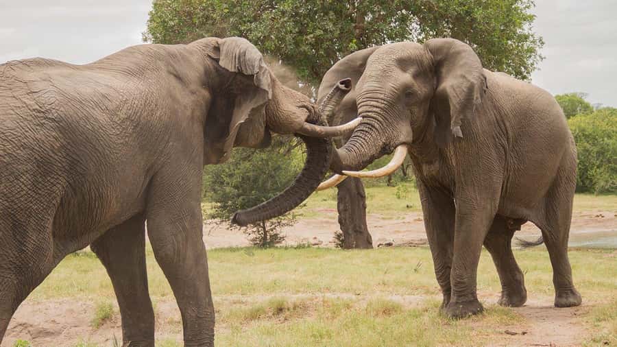 Hluhluwe-iMfolozi Park - Open Safari Vehicle Game Drives - The day’s flow, pickup to final drop off
