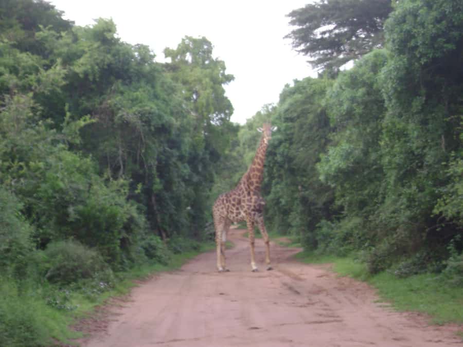Hluhluwe-iMfolozi Park - Open Safari Vehicle Game Drives - Coffee, rusks, and the kind of food planning that helps