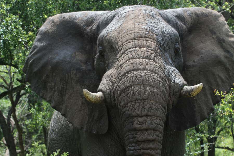 Hluhluwe-iMfolozi Park - Open Safari Vehicle Game Drives - Memorial Gate (Hluhluwe) vs Nyalazi Gate (iMfolozi)