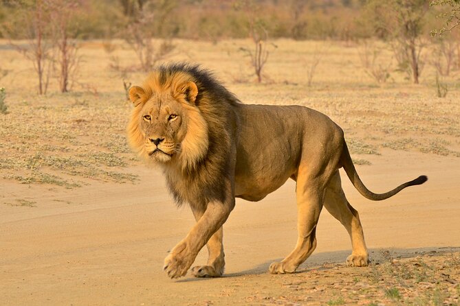 Hluhluwe Imfolozi Safari Day Tour from Durban - The Durban to Zululand run: early pickup and the 12-hour rhythm