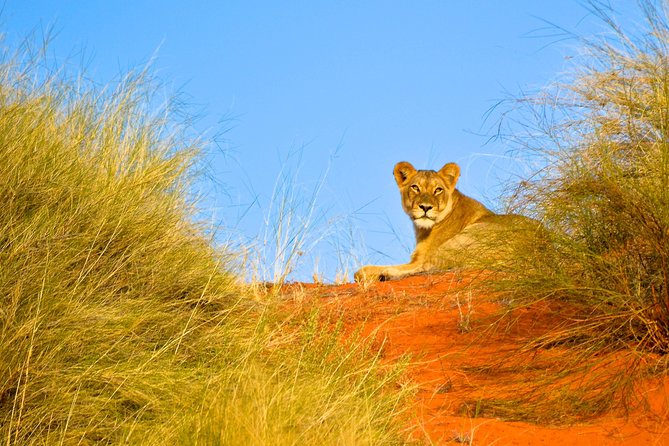 Hluhluwe Imfolozi Safari & St Lucia Boat Safari Day Tour from Durban - Hluhluwe-iMfolozi: off-road game driving and the Big Five hunt