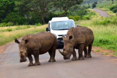 Hluhluwe Imfolozi Safari & St Lucia Boat Safari Day Tour from Durban