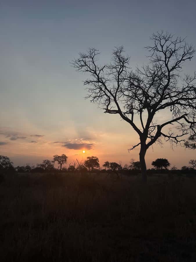 Hoedspruit: Dinner in the Bush & Safari Game Drive - Why the Drive Timing Is Built for Sunset, Not Just Driving