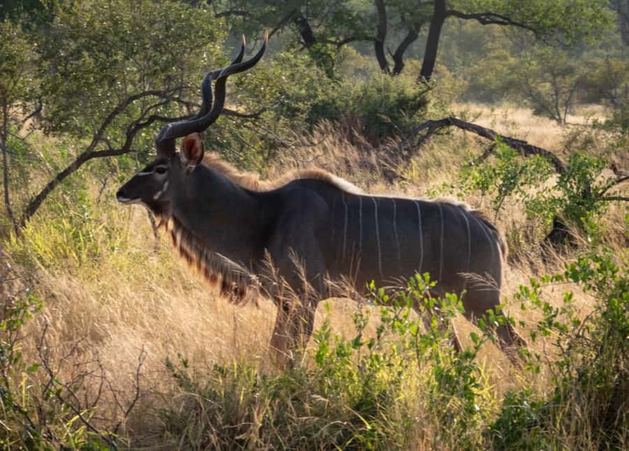 Hoedspruit: Dinner in the Bush & Safari Game Drive - The Bush Dinner Under the Stars: 3 Courses, Real Atmosphere