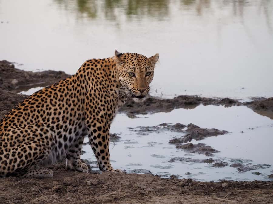 Hoedspruit: Dinner in the Bush & Safari Game Drive - Drinks Included Means You Can Actually Relax