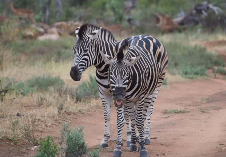 Hoedspruit: Dinner in the Bush & Safari Game Drive - Small-Group Dynamics: Better Questions, Less Chaos