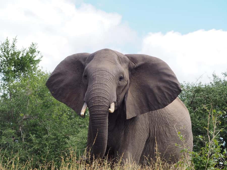 Hoedspruit: Dinner in the Bush & Safari Game Drive - Who This Tour Suits Best (And Who Should Choose Something Else)