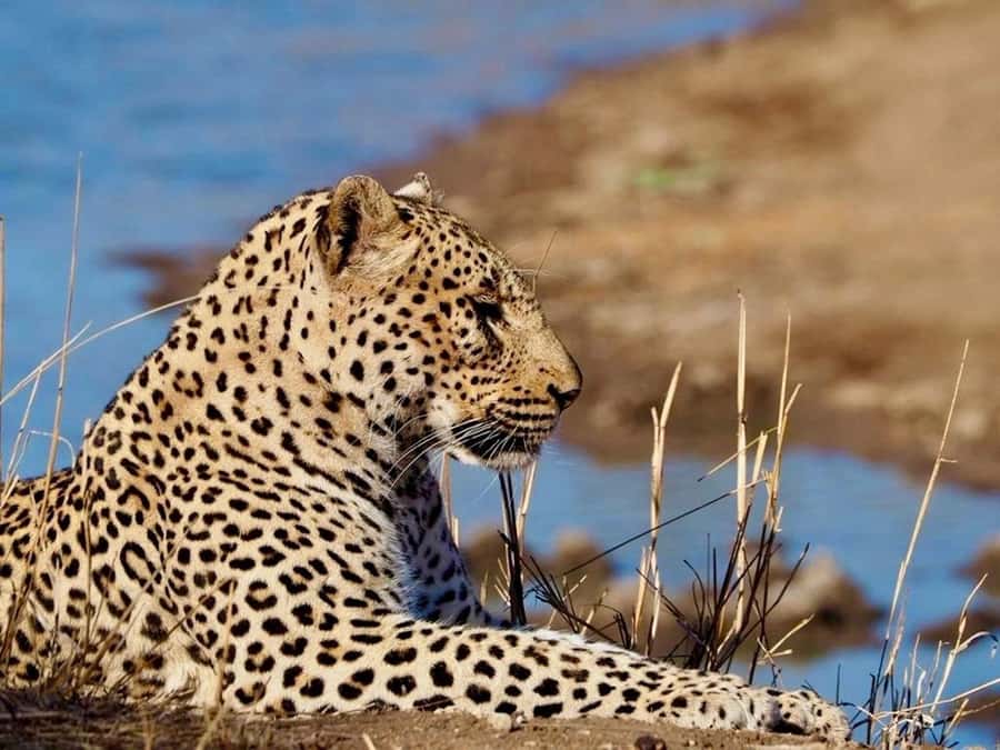 Hoedspruit: Evening Safari In Greater Kruger Private Reserve - The 210-Minute Plan: Pickup, Drive, Sundowner Break, and Return