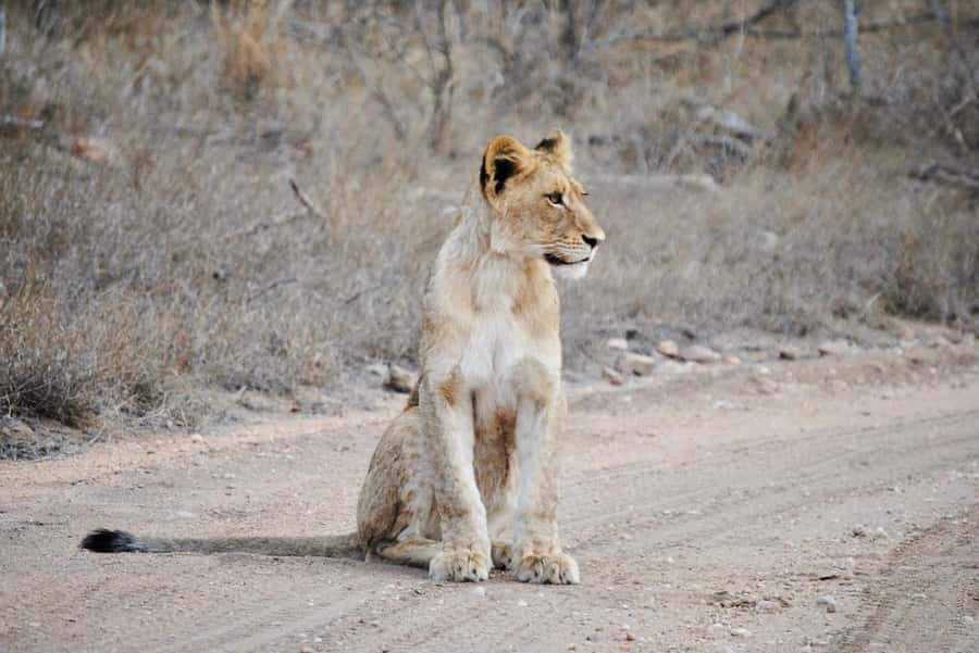 Hoedspruit: Evening Safari In Greater Kruger Private Reserve - The Guides and the Viewing Style: Why This Feels Well Run