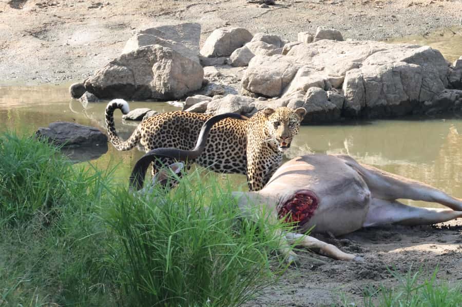 Hoedspruit: Private Kruger National Park Full-Day Safari - Key things to know before you go