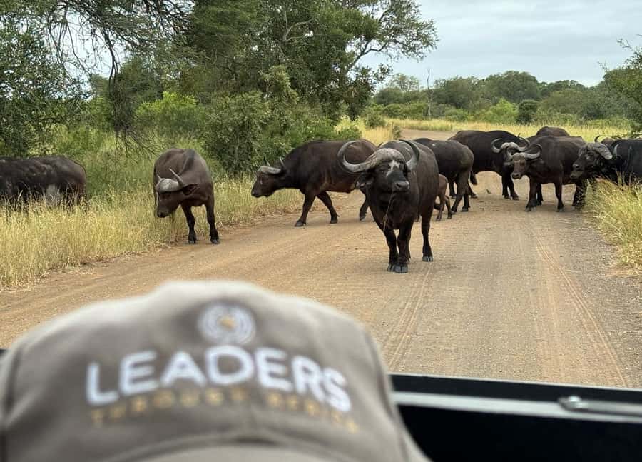 Hoedspruit: Private Kruger National Park Full-Day Safari - What to pack so the day feels easy, not chaotic