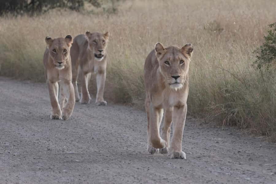 Hoedspruit: Private Kruger National Park Full-Day Safari - A full-day Kruger safari plan that starts with easy logistics
