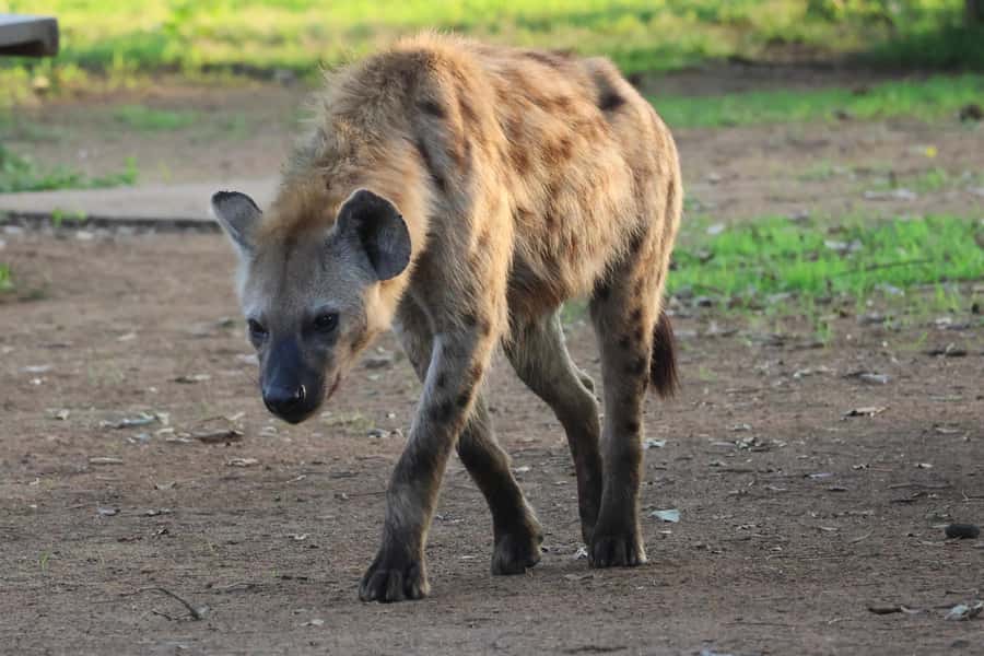 Hoedspruit: Private Kruger National Park Full-Day Safari - The guide makes it feel like a real learning safari