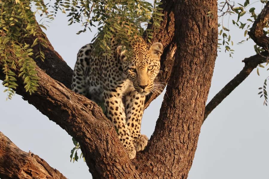 Hoedspruit: Private Kruger National Park Full-Day Safari - Coffee, hot packs, and how the day stays manageable