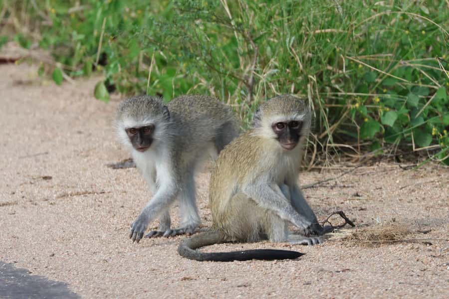 Hoedspruit: Private Kruger National Park Full-Day Safari - Big Five sightings, plus the rare stuff that makes Kruger memorable