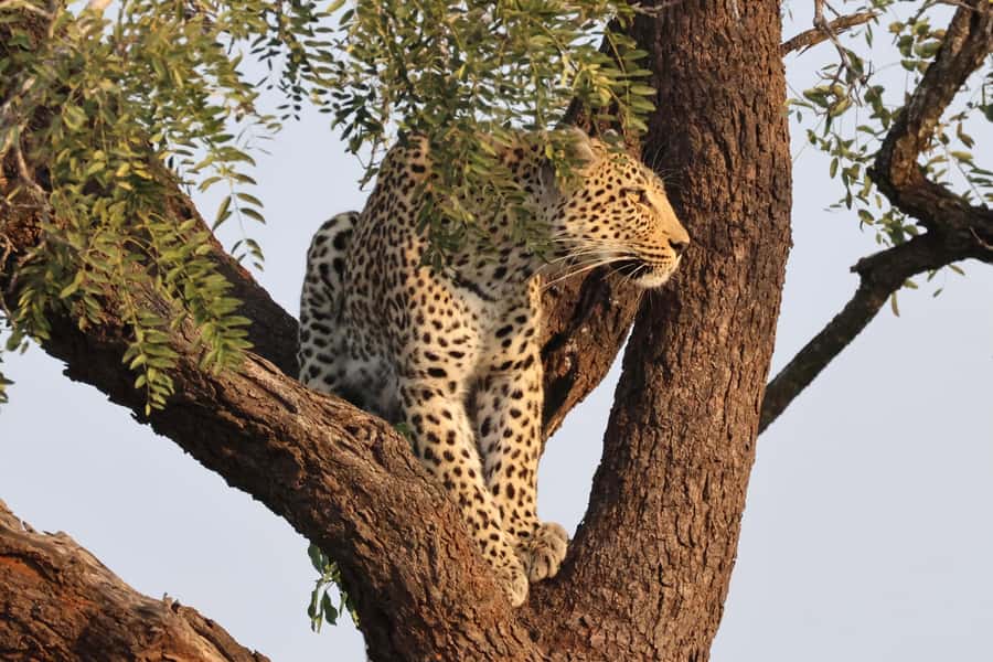 Hoedspruit: Private Kruger National Park Full-Day Safari - Price in context: what $404 per group really buys you
