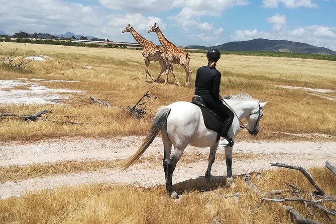 Horse Riding Wildlife Safari - Key Things to Know Before You Go