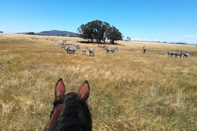 Horse Riding Wildlife Safari - Horse Rides at Petes: Why This Safari Feels Different on a Horse