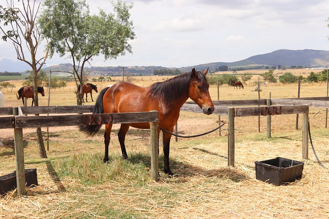 Horse Riding Wildlife Safari - Who This Tour Suits Best (And Who Should Think Twice)
