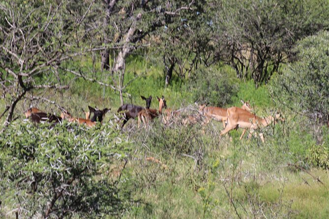 Horseback Safari Adventure in Hartbeespoort from Johannesburg - Group size, safety vibe, and who this fits best